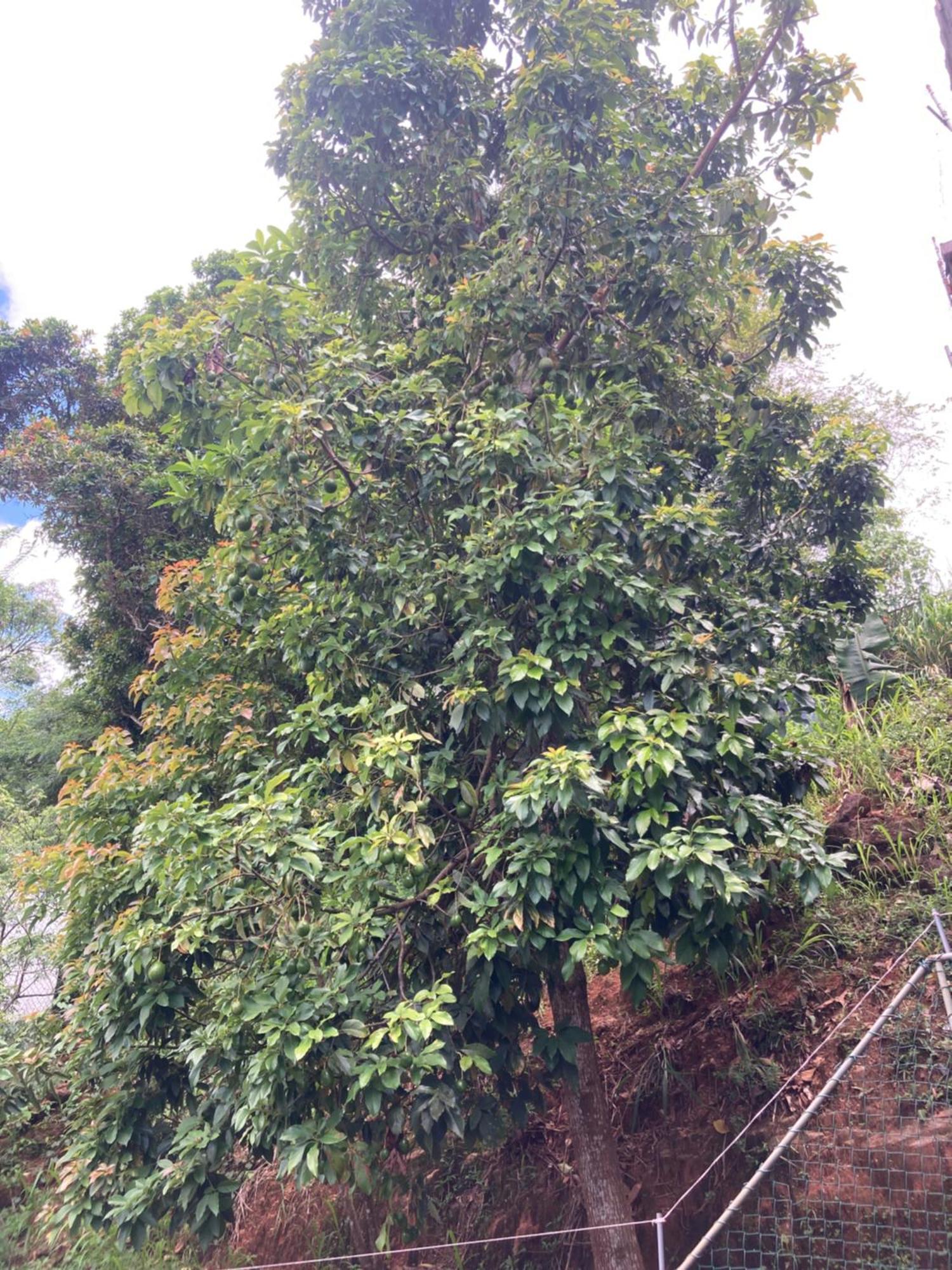 Reverie Hill Bungalow, Kandy Dış mekan fotoğraf